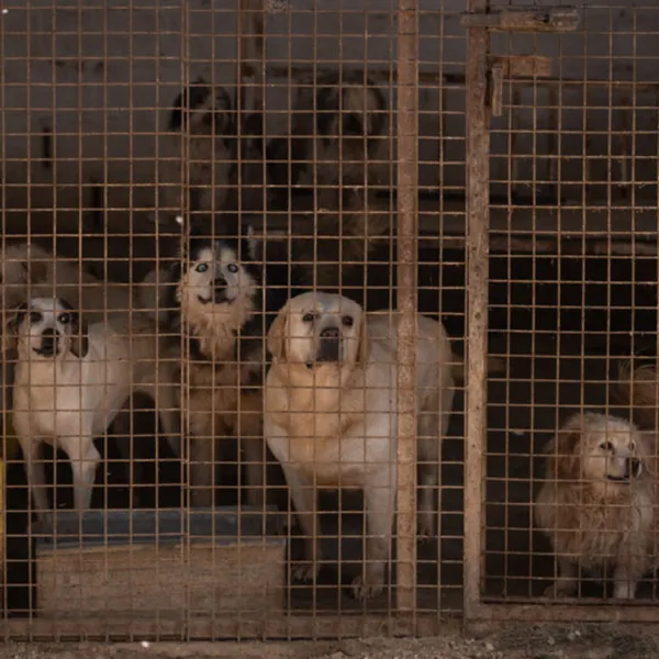 11 Yaşındaki Çocuk Köpek Saldırısına Uğradı! Köyceğiz'de Korkunç Anlar