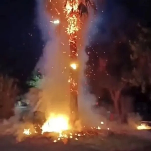 15 yıllık ağacı ateşe verdiler!