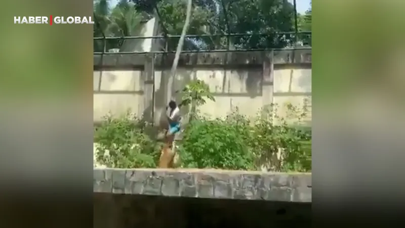 Aslan kafesine girmek isteyen 19 yaşındaki genç böyle can verdi