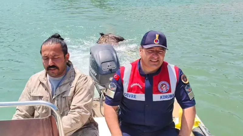 Barajda Şok Görüntü! Yozgat'ta Ölü Domuz Paniği