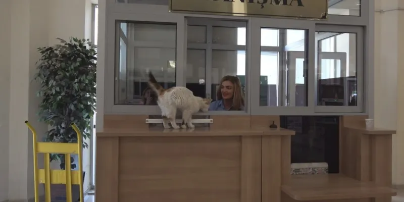 Adliyede Adalet Dağıtılıyor! Bu Kedi Herkesi Şaşırttı
