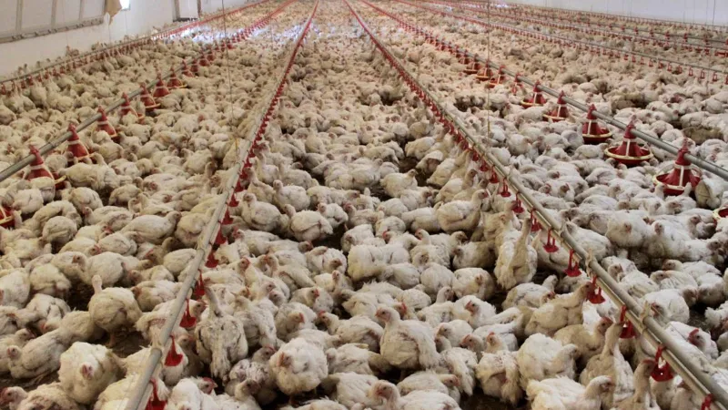 Dev tavuk üreticisi konkordato ilan etti