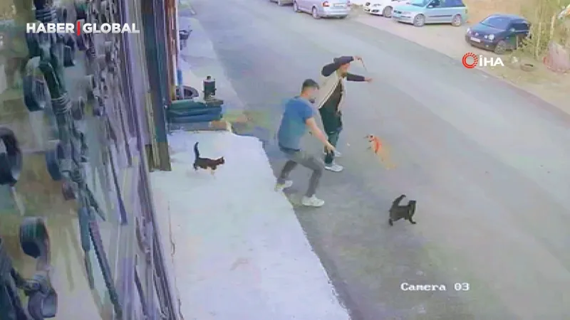 Erzurum'da Kedi Saldırısı! Kaldırımda Yaşanan Olay Kamerada