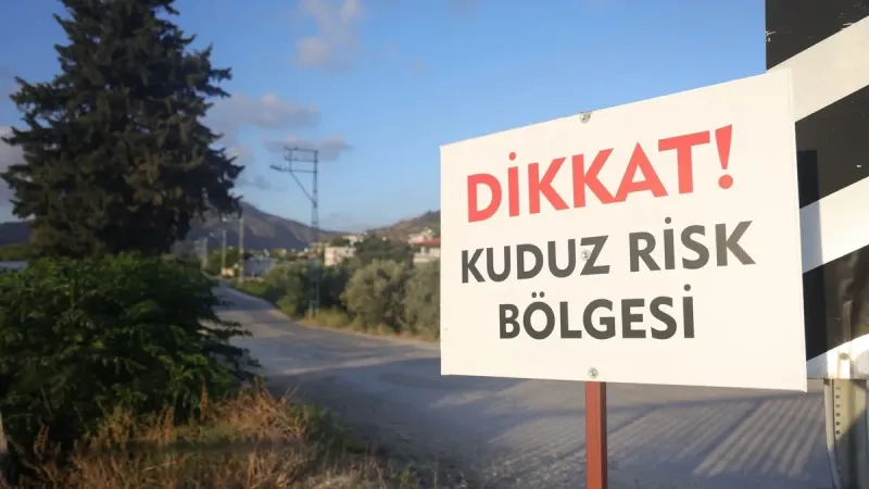 Kuduz karantinasındaki 4 mahallede başıboş köpekler toplanmaya başladı