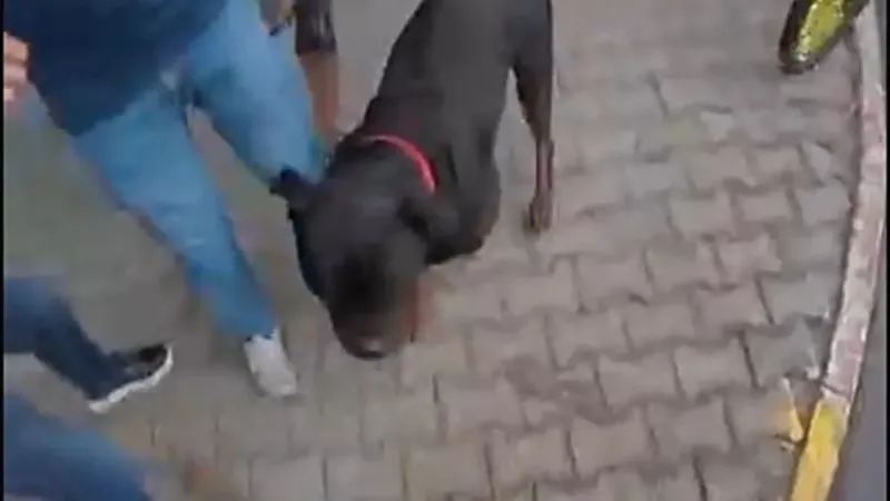 Rottweiler Dehşeti! Mersin'de Kadın ve Kurye Saldırısı