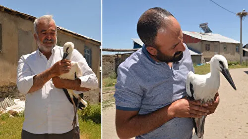 Muş'ta Leylek Yavrusuna Şefkat Eli: Yuvadan Düştü, Tedaviye Alındı!