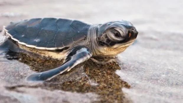 Caretta Carettalar Kurtarıldı! 760 Bin Yavru Denizle Buluştu