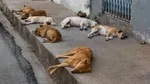 AYM'den Sokak Köpekleri Kararı! İptal Başvurusu Reddedildi!