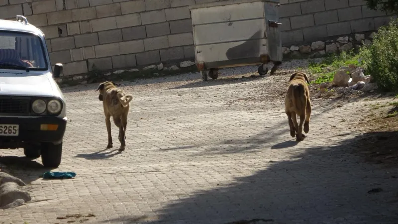 Köyde Dehşet! Başıboş Köpekler Koyunları Parçaladı!