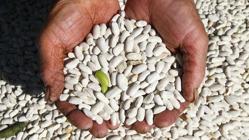 Kuru Fasulye Pişirme Sanatı: Dağılmayan, Dibi Tutmayan Tarif!