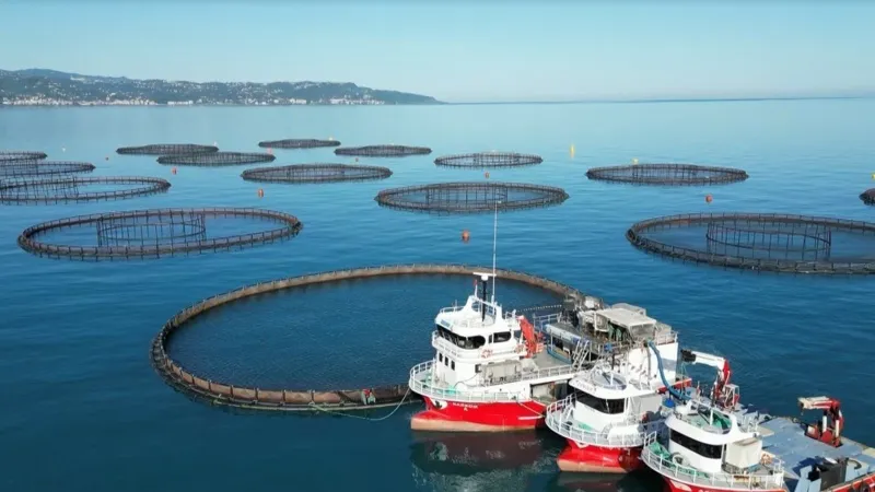 Karadeniz'de Somon Bereketi! Hasat Başladı, Rekor Bekleniyor