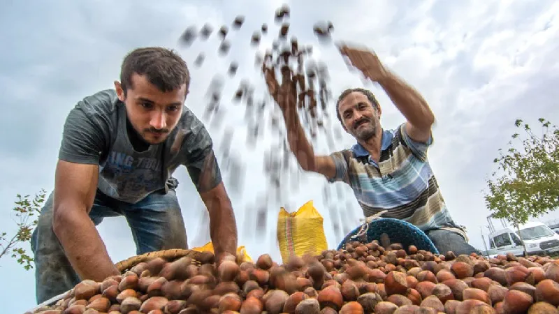 Fındıkta Dev İşbirliği! Ülker ve Balsu ile Neler Değişecek?