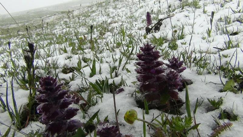 Kars'ta Mayıs Sürprizi: Lapa Lapa Kar Herkesi Şaşırttı!