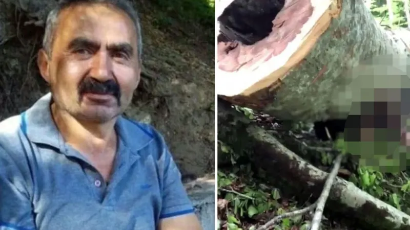 Facia! Ağaç Kesti, Altında Kaldı: Bolu'da Korkunç Ölüm