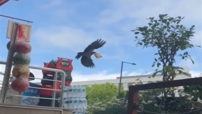 Cips Hırsızı Karga! Esnafın Uyarıları Kahkahaya Boğdu