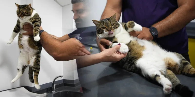 Kedi Mars: Kök Hücre Tedavisiyle Diyabetten Kurtuldu! Mucize mi?