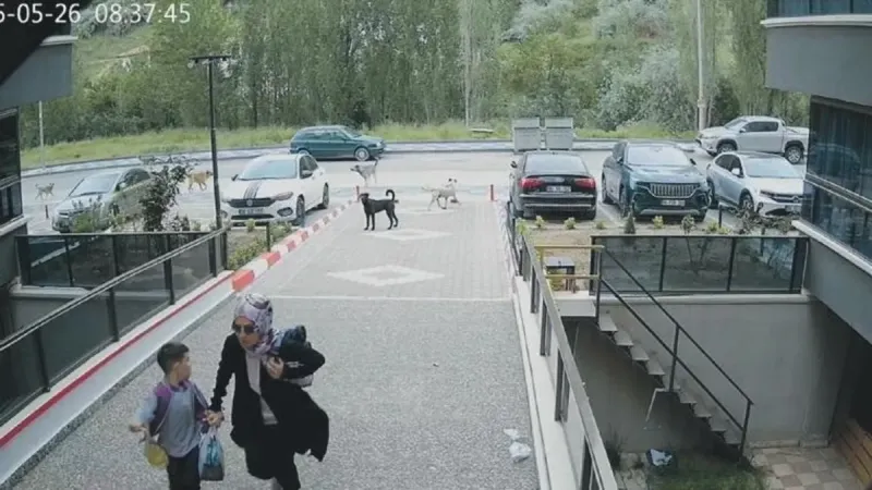 Okul Yolunda Köpek Saldırısı! Ankara'da Dehşet Anları