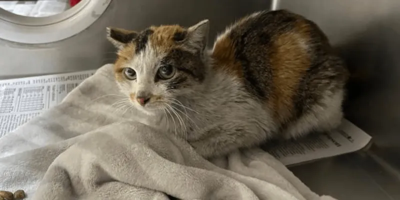 Pasifik'te Mucize! Kaçak Kedi Nasıl Hayatta Kaldı?