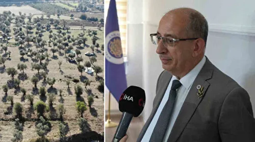 Zeytinlikler Taşınabilir mi? Uzmanından Şaşırtan Açıklama!