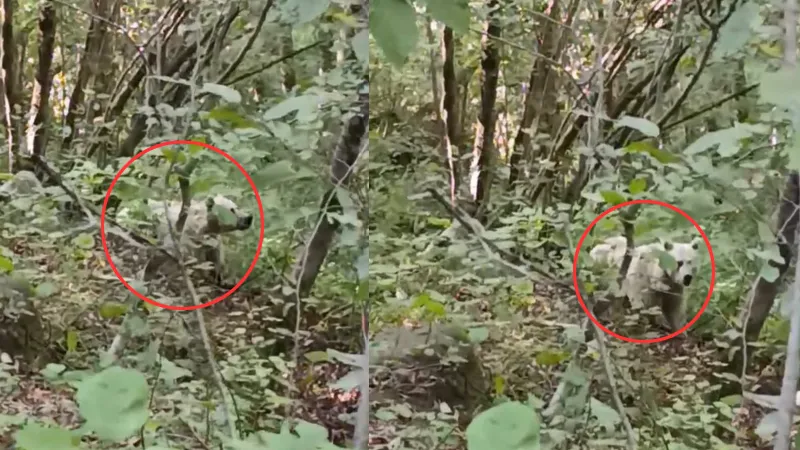 Rize'de Beyaz Ayı Şoku! Uzmanlar Bu Olayı Nasıl Açıkladı?