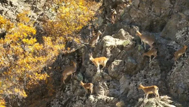 Erzincan'da Yaban Keçisi Büyüsü! Sonbahar Renkleri Mest Etti